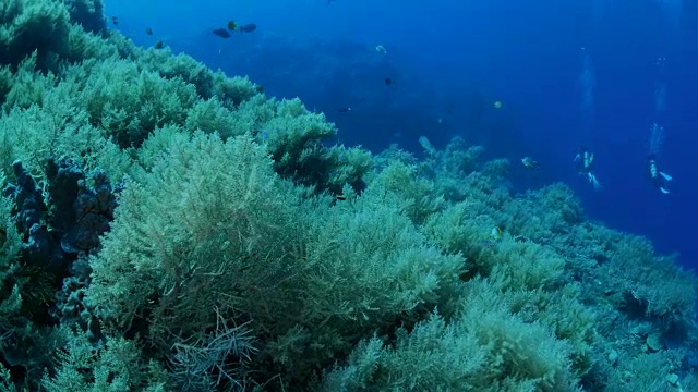 珊瑚礁中的热带海鱼视频素材