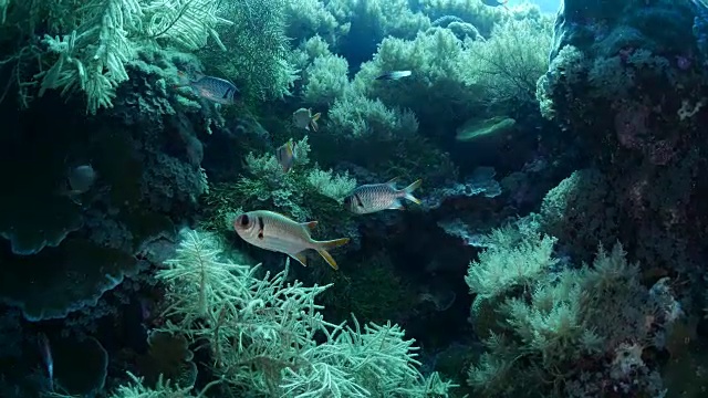 一群士兵鱼(Myripristis)在海底视频素材