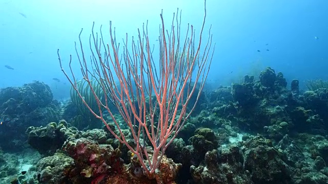 珊瑚礁海景在加勒比海库拉索岛附近的潜水地点普拉亚福提视频素材