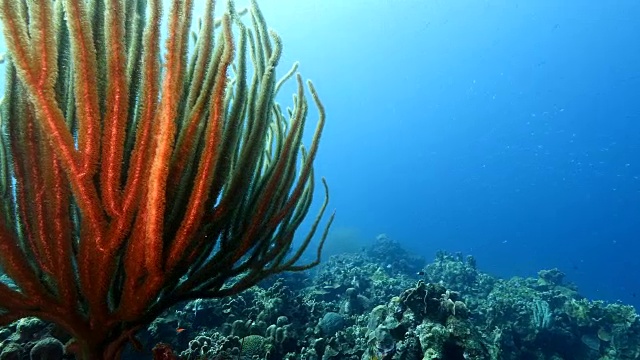 珊瑚礁海景在加勒比海库拉索岛附近的潜水地点普拉亚福提视频素材