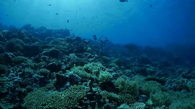 海鲷鱼，珊瑚礁，帕劳视频素材