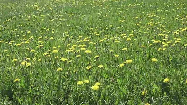 黄色的蒲公英盛开在春天的田野里。多莉的视频视频素材