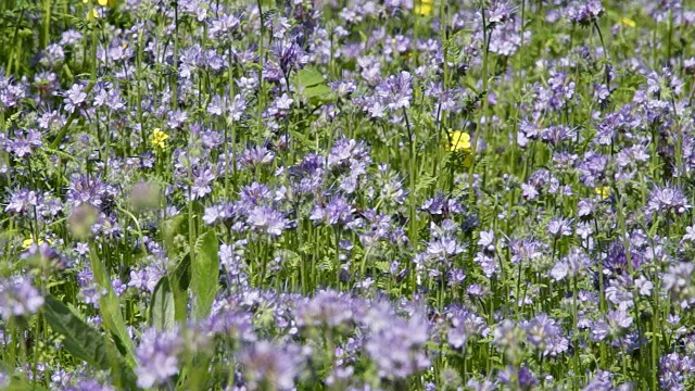 蜜蜂从费利亚花上采集花蜜视频素材