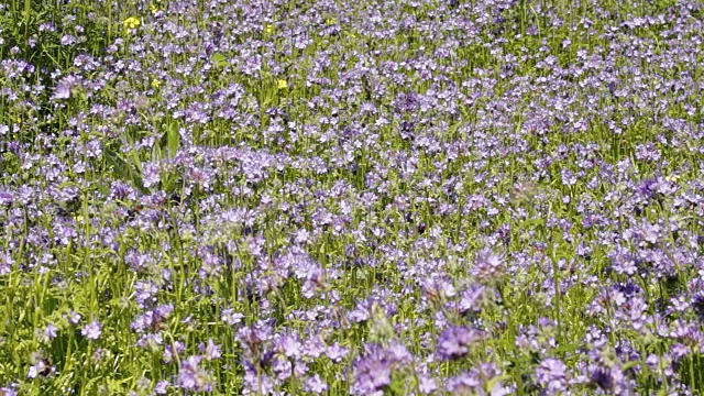 蜜蜂从费利亚花上采集花蜜视频素材