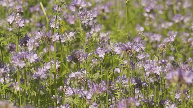 蜜蜂从费利亚花上采集花蜜视频素材