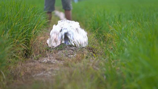 4K:嫩绿稻田灌溉用水视频素材