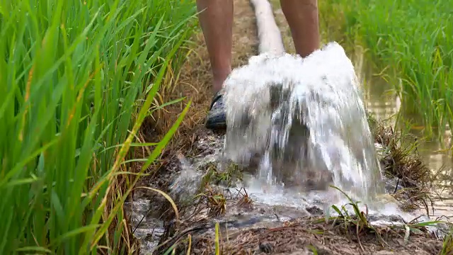 4K:嫩绿稻田灌溉用水视频素材