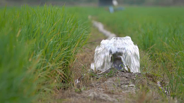 4K:嫩绿稻田灌溉用水视频素材