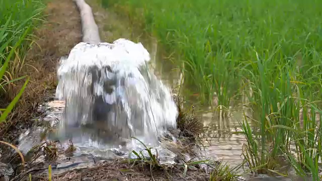 4K:嫩绿稻田灌溉用水视频素材