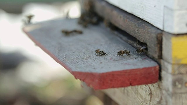 蜜蜂正从房子里爬出来视频素材