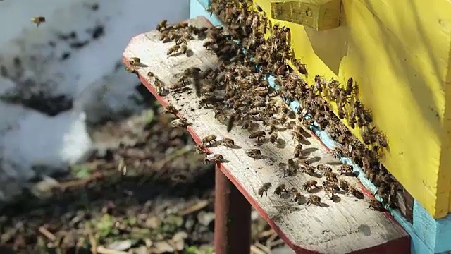 蜜蜂正从房子里爬出来视频素材