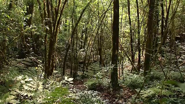 雨林里的树木沐浴着阳光视频素材