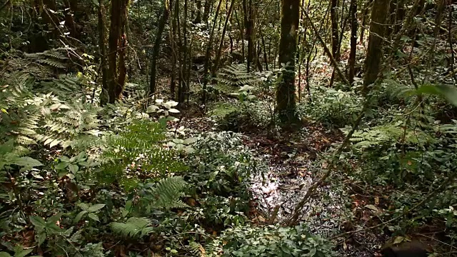 雨林里的树木沐浴着阳光视频素材