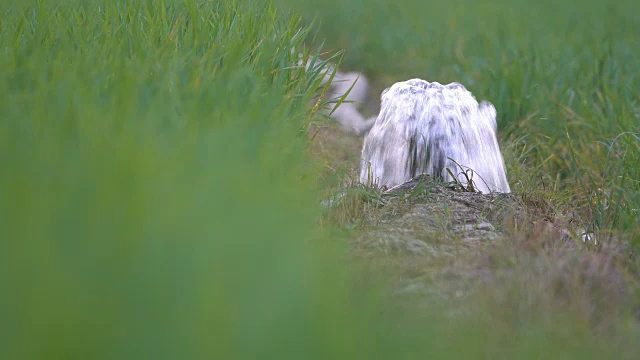 4K:嫩绿稻田灌溉用水视频素材