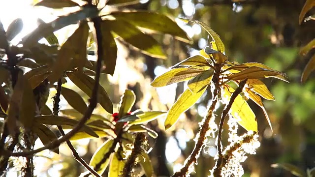 雨林里的树木沐浴着阳光视频素材