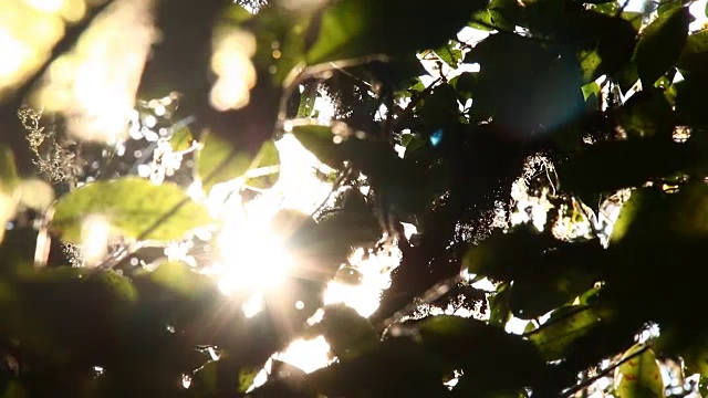 雨林里的树木沐浴着阳光视频素材