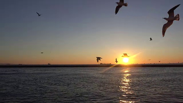 海鸥在海上飞翔视频素材