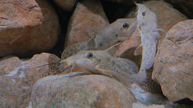 一些鲶鱼在水族馆里游泳视频素材