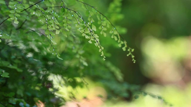 花园里的蕨类叶子视频素材