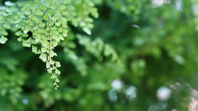 花园里的蕨类叶子视频素材