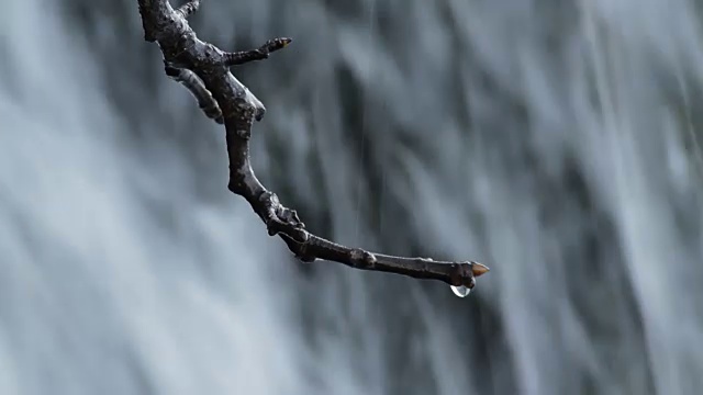 在泉水中，水滴在树枝上滑动和下落视频素材