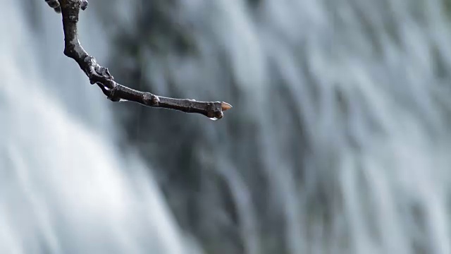 水珠在瀑布中滑落在树枝的干燥处视频素材