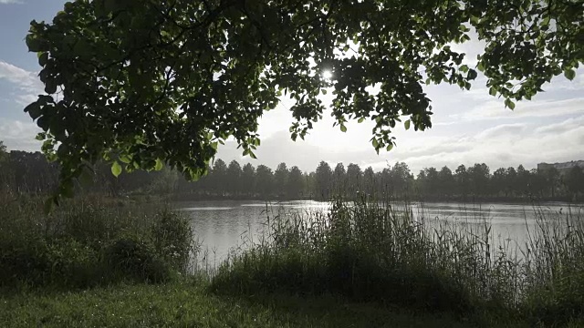 森林湖的海岸。夏日的阳光透过树叶照射进来视频素材