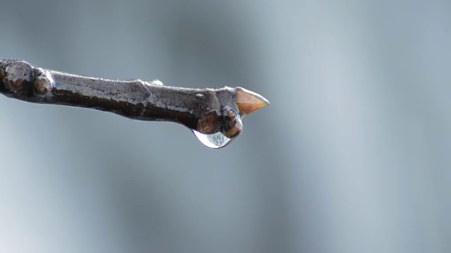 水滴在树枝上滑动和下落的细节在一个瀑布视频素材