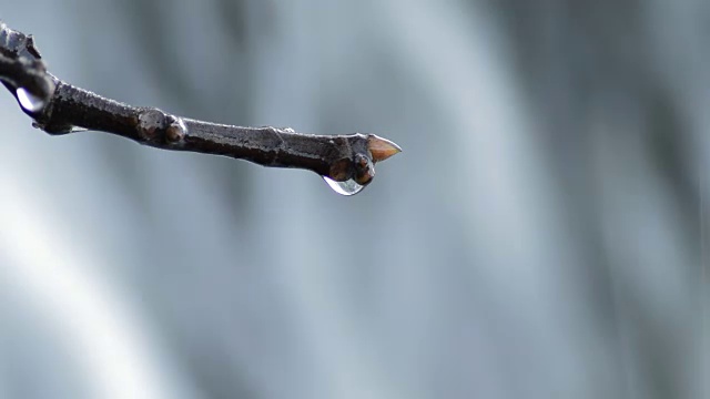 在瀑布中，水滴在树枝上滑动和下落视频素材