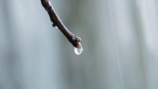 在天然泉水中，水滴在树枝上滑动和下落视频素材