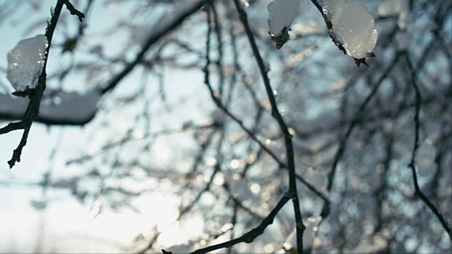 树枝上融化的雪片视频素材