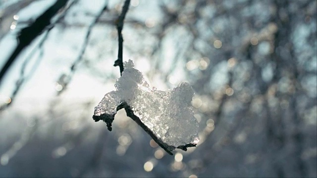 树枝上融化的雪片视频素材