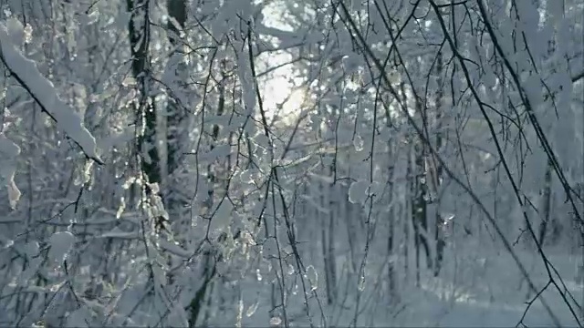 树枝上融化的雪片视频素材