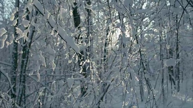 树枝上融化的雪片视频素材