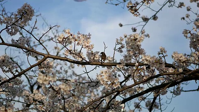 鸟在树上视频下载