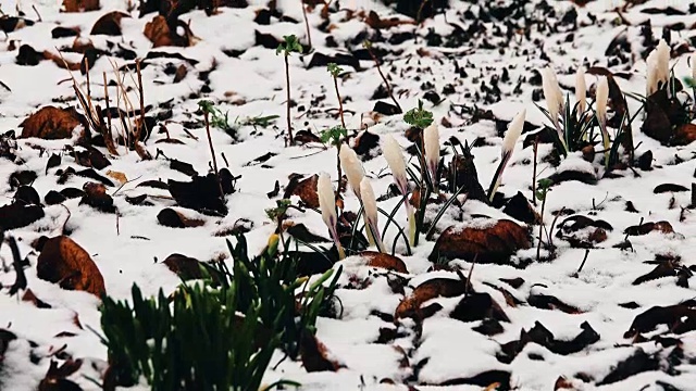 雪中的番红花视频素材