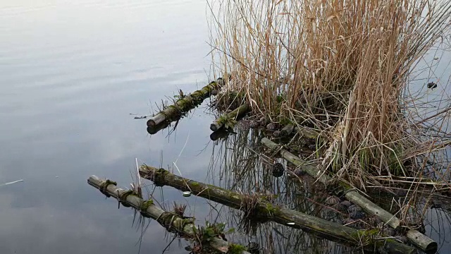 干地并给植物浇水视频下载