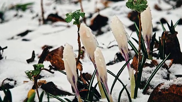 雪中的番红花视频素材