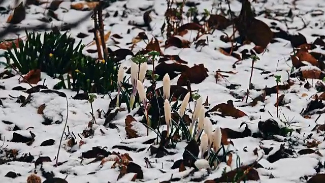 雪中的番红花视频素材