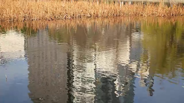 建筑物倒映在池塘上视频下载