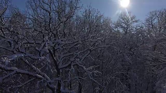 飞行冬季森林在雪视频素材