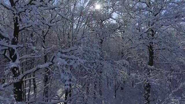 飞行冬季森林在雪视频素材