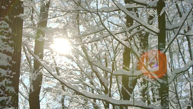 早晨霜冻，冬天森林里畏缩着女巫厚厚的一层雪视频素材