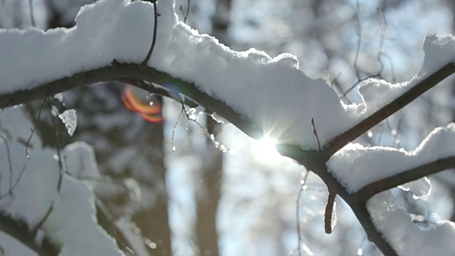 冬天的森林里蜷缩着女巫厚厚的一层雪视频素材