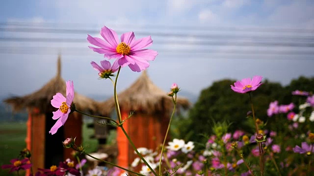 粉红色的宇宙花视频素材