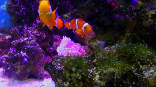 海洋生物与热带鱼在水族馆游泳视频素材