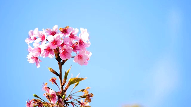 春花樱花樱花树枝头开花背景。视频素材