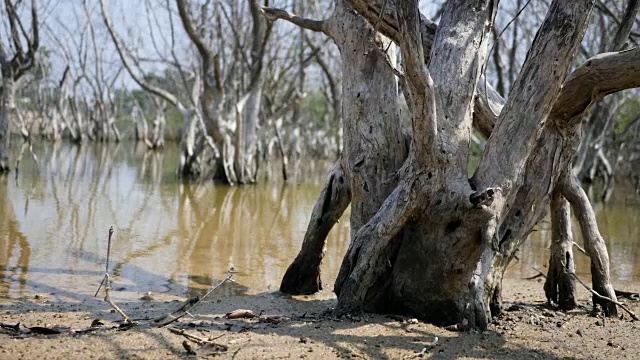 枯树枯死在湖里视频素材