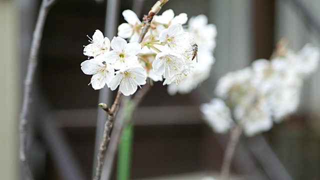 樱花上的蜜蜂视频下载