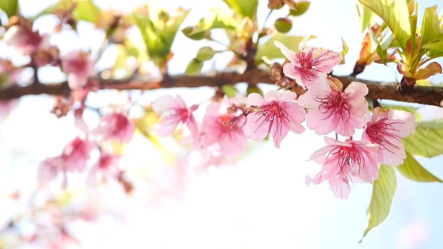 春花樱花樱花树枝头开花背景。视频素材